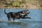 Catahoula Leopard Dog is running in the water.