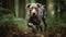 Catahoula Leopard Dog\\\'s Energetic Sprint through the Louisiana Forest
