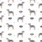 Catahoula leopard dog seamless pattern. Different poses, coat colors set