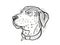 Catahoula Leopoard Dog Breed Cartoon Retro Drawing