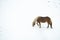 Catalan horse of the pyrenees grazing on top of a snowy field