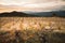 Catalan vineyards at the foot of Canigou, France