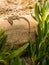 Catalan Wall Lizard basking on stonewall