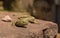 Catalan Wall Lizard male basking on flat stone