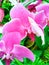 Cataleya Orchid