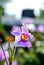 Cataleya Orchid in Nevis