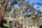 Catalina Island Eucalyptus Trees