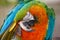 Catalina Macaw