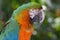 Catalina Macaw