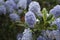 Catalina mountain-lilac flower