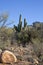 Catalina State Park