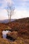 Catalonia winter highland vegetation and landscape