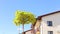 Catalpa bignonioides Aurea with yellow crown leaves on blue sky and house. Sunny autumn street, wind
