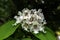 Catalpa bignonioides flowers