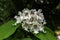 Catalpa bignonioides flowers