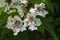 Catalpa bignonioides flowers