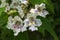 Catalpa bignonioides flowers