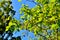 Catalpa bignonioides. Leaves and fruits closeup