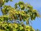 Catalpa bignonioides. Leaves and fruits closeup against the blue sky