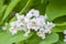 Catalpa bignonioides medium sized deciduous ornamental flowering tree, branches with groups of white cigartree flowers