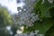 Catalpa bignonioides medium sized deciduous ornamental flowering tree, branches with groups of white cigartree flowers