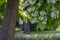 Catalpa bignonioides medium sized deciduous ornamental flowering tree, branches with groups of white cigartree flowers