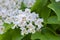 Catalpa bignonioides medium sized deciduous ornamental flowering tree, branches with groups of white cigartree flowers