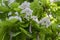 Catalpa bignonioides medium sized deciduous ornamental flowering tree, branches with groups of white flowers and green leaves