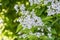 Catalpa bignonioides medium sized deciduous ornamental flowering tree, branches with groups of white flowers and green leaves