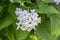 Catalpa bignonioides medium sized deciduous ornamental flowering tree, branches with groups of white flowers and green leaves