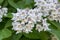 Catalpa bignonioides medium sized deciduous ornamental flowering tree, branches with groups of white flowers and green leaves