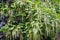 Catalpa common Catalpa bignonioides Walter, branches with green fruits