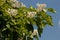 Catalpa, commonly called catalpa or catawba