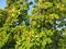 Catalpa, commonly called catalpa or catawba. Beanpods and leaf details of the northern catalpa