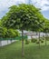 Catalpa. Ornamental trees in the park