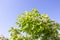 Catalpa. Ornamental trees in the park. Green leafs on blue sky background