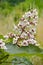 Catalpa ovata flowers