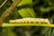 Catalpa Sphinx Caterpillar close up