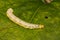 Catalpa Sphinx Caterpillar close up