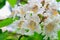 Catalpa tree flowers