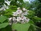 catalpa tree scient. class. Bignoniaceae