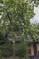 Catalpa Tree with Seed Pods