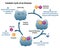 Catalytic Cycle of an Enzyme