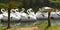 Catamarans in the shape of swans on Black Lake, Lago Negro, in Gramado, Brazil