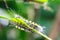 Catapillar crawling mango leaf.