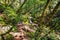 Cataract trail in Marin Municipal Water District, Marin county, north San Francisco bay area, California