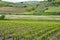 Catarratto Grapes Vineyard in Trapani Region