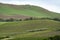 Catarratto Grapes Vineyard in Trapani Region