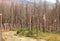 Catastrophic forest dying in the Harz mountains in Germany