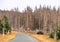 Catastrophic forest dying in the Harz mountains in Germany